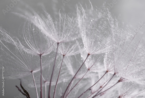 Naklejka na kafelki Beautiful dandelion with seeds, macro view