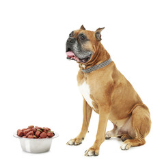 Canvas Print - Dog with food isolated on white background