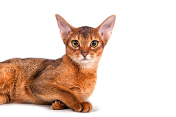 Wall Mural - Abyssinian cat on a white background. Cat lying.