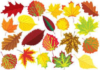Wall Mural - Colorful autumn leaves