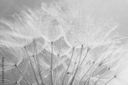 Naklejka na szybę Beautiful dandelion with seeds, macro view