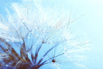  Beautiful dandelion with seeds, close-up