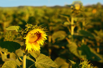 Canvas Print - Beautiful sunflowers field