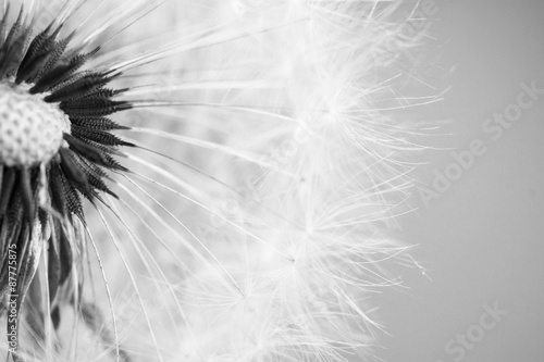 Beautiful dandelion with se...
