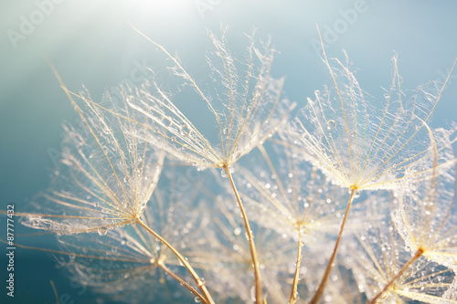 Naklejka na szafę Beautiful dandelion with seeds, macro view