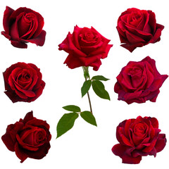 collage of seven red roses