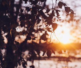 Wall Mural - A set of fresh birch leaves in the sunset with a beautiful blurr