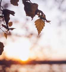 Wall Mural - A set of fresh birch leaves in the sunset with a beautiful blurr