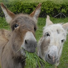 Twee Ezels Eten Gras