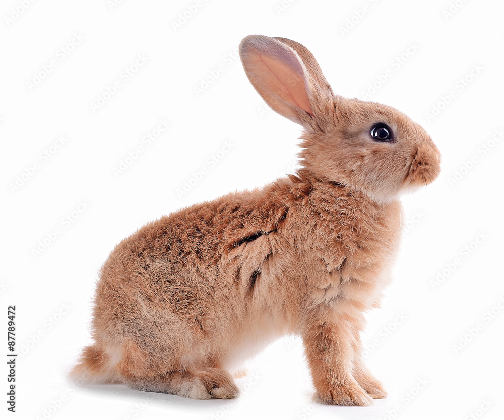 Little rabbit isolated on white