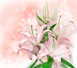  Pink lilies