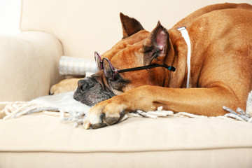 Wall Mural - Cute dog sitting on sofa, on home interior background