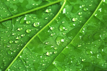 Canvas Print - Beautiful green leaf with water drops close up