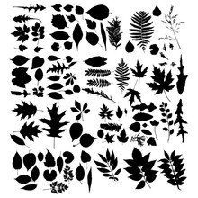 Leaf Collection - Vector Silhouette