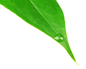 Wall Mural - Green leaf with droplets isolated on white