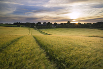 beautiful summer vibrant sunset landscape over agricultural crop