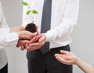 Wall Mural - Adult people holding a green sprout and child's hand reaching ou