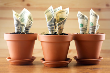 Wall Mural - Growing money in flowerpots on wooden background