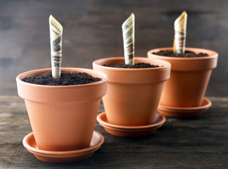 Wall Mural - Growing money in flowerpots on wooden background