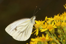 Small White - Butterfly