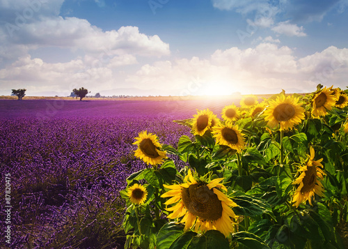 Naklejka dekoracyjna Lavender and sunflowers fields