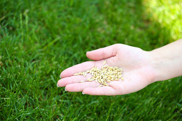 Poster - Wheat grain in female hand on green grass background