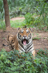 Wall Mural - siberian tiger