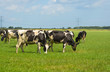 © Naj - Herd of cows grazing in a meadow in summer