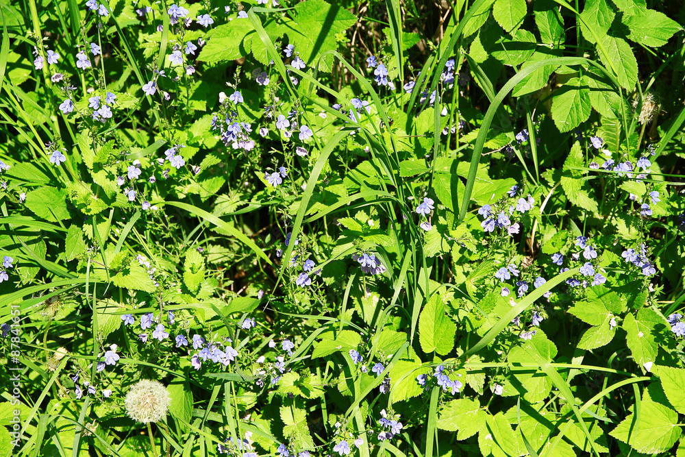 Wildflowers over green grass background