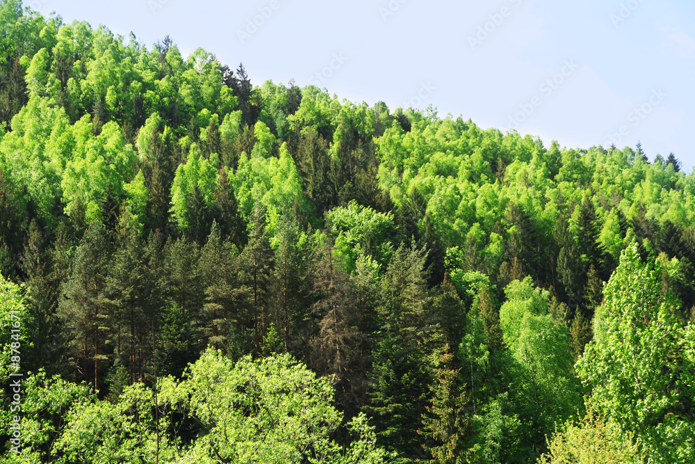 Grove of green trees on mountain over blue sky background