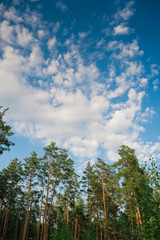  beautiful pine forest on the sky background