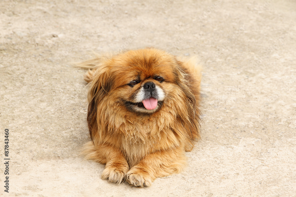 Cute Pekingese, outdoors