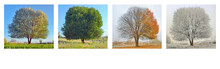 Alone Tree In Four Season