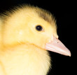 Portrait of a small duckling