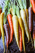 Colorful carrots on black background