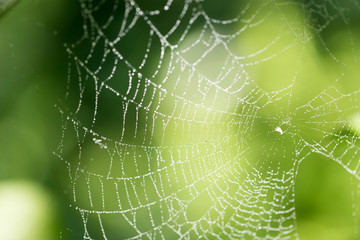 Wall Mural - water droplets on a spider web in nature