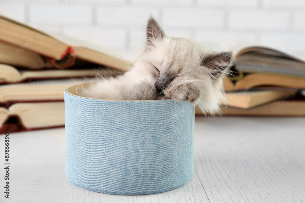 Cute little cat in box near books on light background