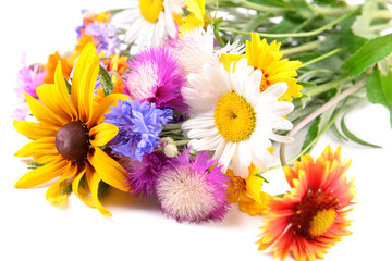 Poster - Closeup bright wildflowers on white background