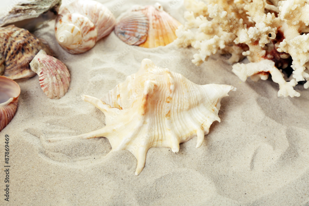 Beautiful seashells on sand background