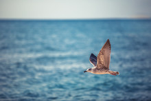 Flying Seagull Over The Blue Sea On Sunrise