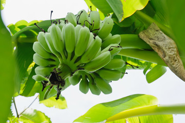 Young banana on its tree and white background.