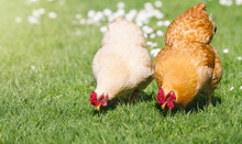 Two Free Range Chickens On Lush Green Grass.