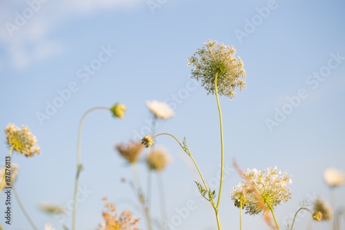 Close up of wild carrot flower
