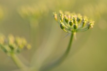 Close Up Of Wild Carrot Flower