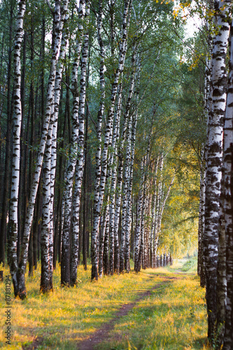 Fototapeta na wymiar Russian birch alley natural background