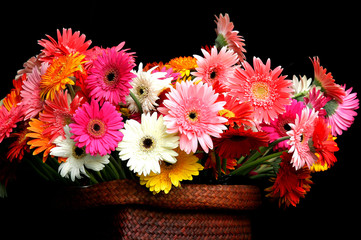 Wall Mural - Group of colorful gerbera in basket with black ground