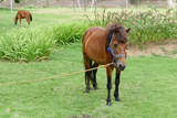 Fototapeta Konie - brown horse is grazing grass