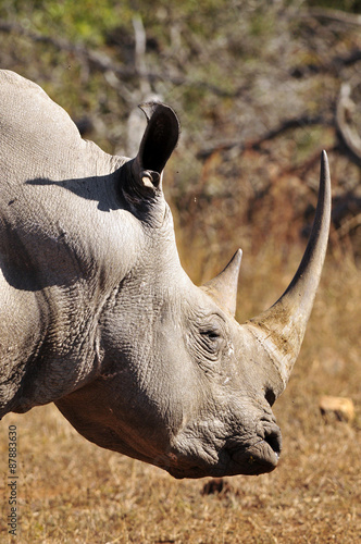 Rhino サイの横顔 Adobe Stock でこのストック画像を購入して 類似の画像をさらに検索 Adobe Stock Rhino サイの横顔 Adobe Stock でこのストック画像を購入して 類似の画像をさらに検索 Adobe Stock