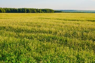 Wall Mural - beauty summer meadow on blue sky backgrounds