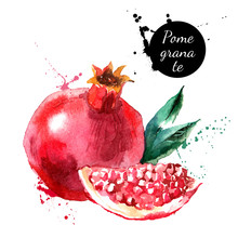 Hand Drawn Watercolor Painting Pomegranate On White Background
